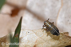 F317334: Rispenspornzikade (Ribautodelphax albostriata)