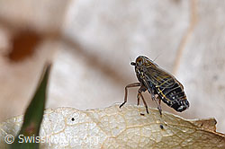 F317335: Rispenspornzikade (Ribautodelphax albostriata)
