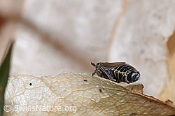 F317336: Rispenspornzikade (Ribautodelphax albostriata)