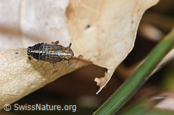F317337: Rispenspornzikade (Ribautodelphax albostriata)