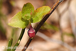 Vaccinium myrtillus (F317376) Vaccinium myrtillus (F317376)