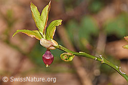 Vaccinium myrtillus (F317377) Vaccinium myrtillus (F317377)