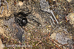Gryllus campestris (F317732) Gryllus campestris (F317732)