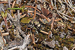Cicindela campestris (F317735)
