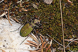 Cicindela campestris (F317737)