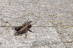 Chorthippus biguttulus (F317754) Chorthippus biguttulus (F317754)