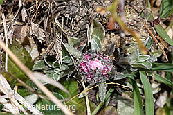 Antennaria dioica (F317769) Antennaria dioica (F317769)