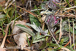 Antennaria dioica (F317770) Antennaria dioica (F317770)