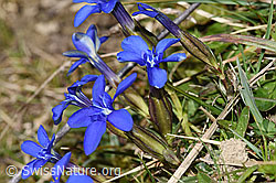 Gentiana verna (F317785)