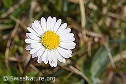 Bellis perennis (F317787) Bellis perennis (F317787)