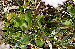 Bellis perennis (F317788) Bellis perennis (F317788)