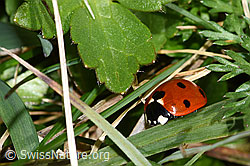 Coccinella septempunctata (F317790)