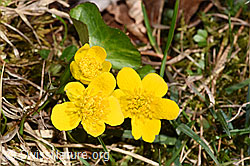 Sumpf-Dotterblume (Caltha palustris) (F317793) Sumpf-Dotterblume (Caltha palustris) (F317793)