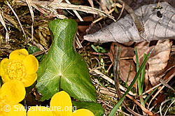 Sumpf-Dotterblume (Caltha palustris) (F317795) Sumpf-Dotterblume (Caltha palustris) (F317795)