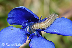 Stenoptilia coprodactylus caterpillar on Gentiana verna (F317798)