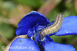 Stenoptilia coprodactylus caterpillar on Gentiana verna (11.04.2026, F317800) Stenoptilia coprodactylus caterpillar on Gentiana verna (11.04.2026, F317800)