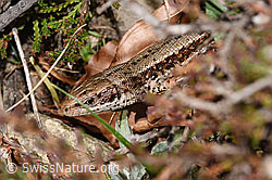 Zootoca vivipara (F317831) Zootoca vivipara (F317831)