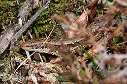 Zootoca vivipara (F317834) Zootoca vivipara (F317834)