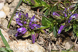 Polygala vulgaris ssp. vulgaris (11.04.2026, F317835) Polygala vulgaris ssp. vulgaris (11.04.2026, F317835)