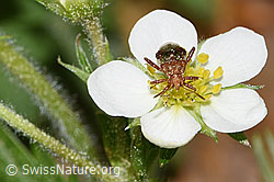 Rhopalus subrufus on Fragaria vesca (F318898) Rhopalus subrufus on Fragaria vesca (F318898)