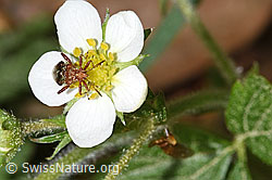 Rhopalus subrufus on Fragaria vesca (F318902) Rhopalus subrufus on Fragaria vesca (F318902)