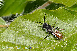 Sphecodes gibbus (F318904) Sphecodes gibbus (F318904)