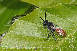 Sphecodes gibbus (F318906) Sphecodes gibbus (F318906)