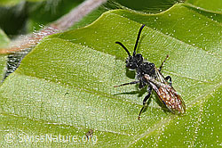 Sphecodes gibbus (F318907) Sphecodes gibbus (F318907)