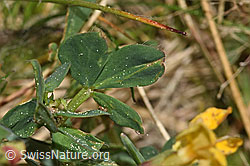 Gewöhnlicher Hornklee (Lotus corniculatus) (F318916)