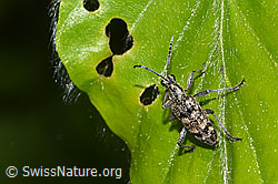 Rhagium inquisitor (F318926)