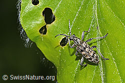Rhagium inquisitor (F318928)