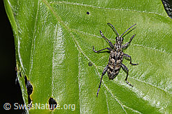 Rhagium inquisitor (F318929)