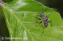 Rhagium inquisitor (F318930)