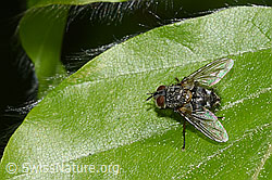 F318959: Carcelia lucorum (Raupenfliege)