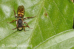 Nomada flava (F318978) Nomada flava (F318978)