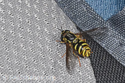 Chrysotoxum cautum (F318996) Chrysotoxum cautum (F318996)