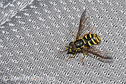 Chrysotoxum cautum (F319000) Chrysotoxum cautum (F319000)