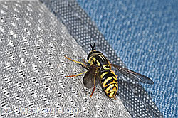 Chrysotoxum cautum (F319001) Chrysotoxum cautum (F319001)