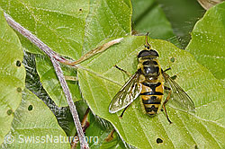 Myathropa florea (F319010) Myathropa florea (F319010)