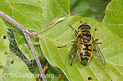 Myathropa florea (F319012) Myathropa florea (F319012)