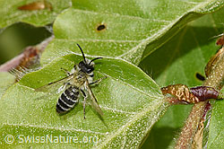 Andrena gravida (F319016) Andrena gravida (F319016)