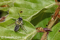 Andrena gravida (F319017) Andrena gravida (F319017)