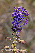 F322758: Schopfige Bisamhyazinthe (Muscari comosum)