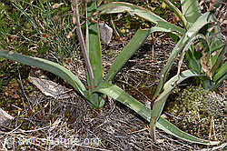 F322759: Schopfige Bisamhyazinthe (Muscari comosum)