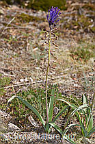 F322761: Schopfige Bisamhyazinthe (Muscari comosum)