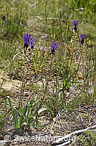 F322764: Schopfige Bisamhyazinthe (Muscari comosum)