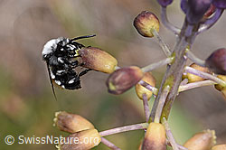 F323001: Pracht-Trauerbiene (Melecta luctuosa) an Schopfiger Bisamhyazinthe (Muscari comosum)