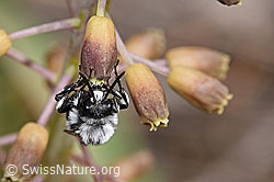 F323004: Pracht-Trauerbiene (Melecta luctuosa) an Schopfiger Bisamhyazinthe (Muscari comosum)