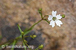 Silene pusilla (15.06.2026, F328388) Silene pusilla (15.06.2026, F328388)