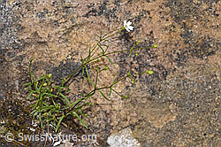 Silene pusilla (F328392) Silene pusilla (F328392)